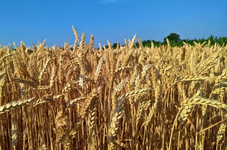 Украина за пять дней исчерпала годовые квоты на экспорт пшеницы и кукурузы в ЕС