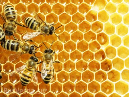 Массовое убийство: в США уничтожили 200000 пчел, привезенных из России (ВИДЕО)