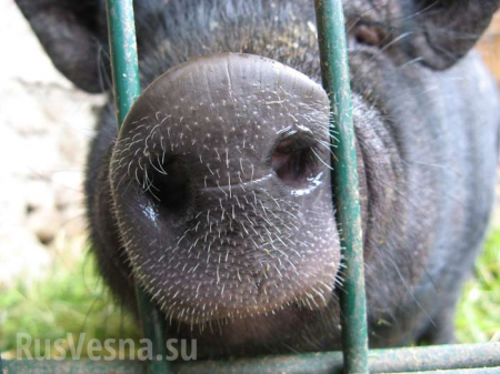 Украина удивила Польшу запретом ввоза свиней