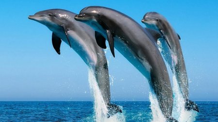 Ученые выясняют причину массового выброса дельфинов на берег в Крыму