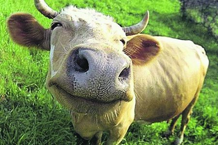 Ученые поделили коров на оптимисток и пессимисток