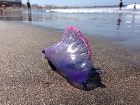 Пляжи Таиланда атакуют ядовитые медузы 