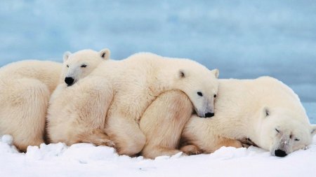 Загрязнение окружающей среды пагубно влияет на пенисы белых медведей