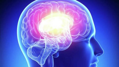 Ученые: Гормоны могут увеличить мозг и остановить потерю памяти