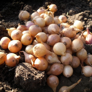 Что на Руси выращивали в огороде до картошки