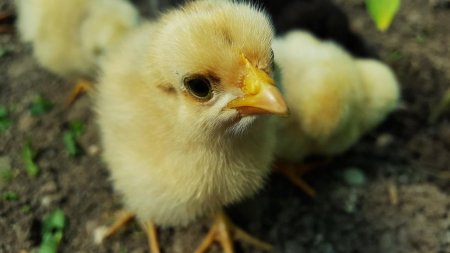 Маленькие цыплята становятся устойчивыми к стрессу оптимистами после приключений