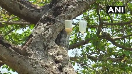 В Индии спасают древнее дерево с помощью капельниц