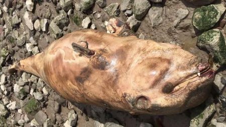 В Великобритании нашли монстра с клыками и шипами на берегу реки