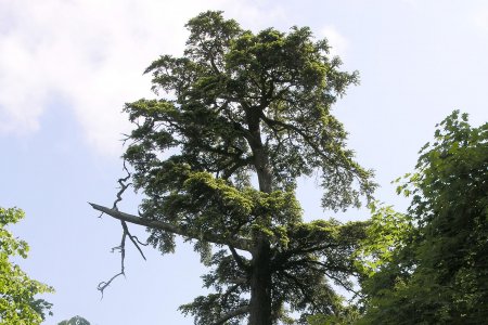 В Италии обнаружили древнейшее дерево Европы
