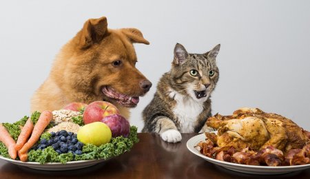 Ученые выявили вкусовые предпочтения собак и кошек