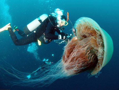 Агрессивные медузы стали нападать на людей в ирландских водах