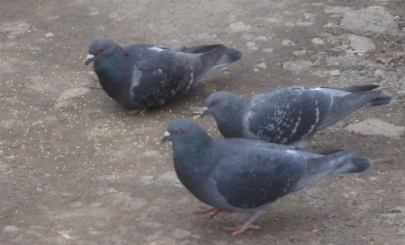 Орнитолог предостерег жителей Омска от кормления заразных голубей