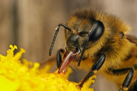Укус пчелы может быть смертельным