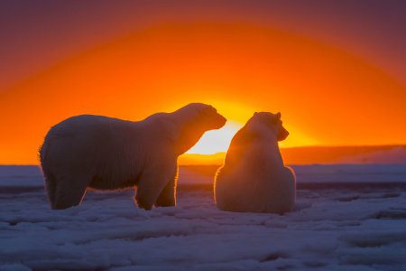 Россия и Беларусь проведут совместные исследования в Антарктиде