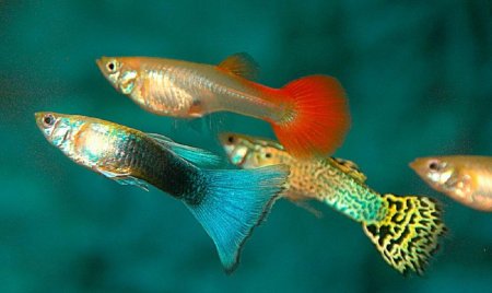 Ученые: Ночное освещение влияет на поведение рыб