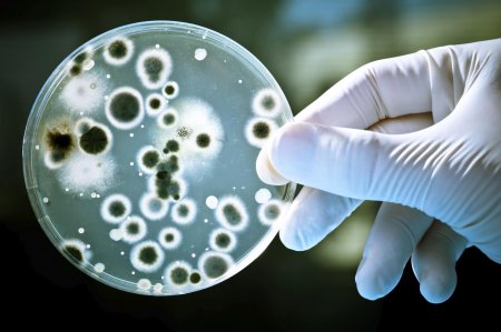 «Ноев ковчег» для бактерий спасёт человечество от болезней будущего – учёные