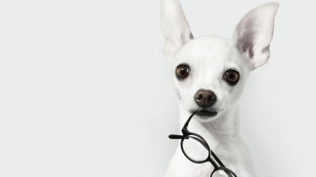 Собаки отлично понимают человеческую речь - учёные
