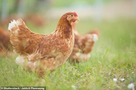 Ученые рассказали, как куриные яйца могут победить рак и артрит