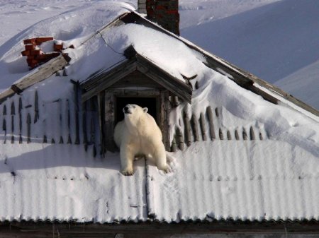 Звери сходят с ума: Белые медведи устроили нашествие на поселки России из-за смещения полюсов