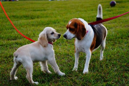 Наличие собаки стимулирует физическую активность населения – Эксперты