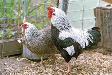 ВС запретил разводить на садовых участках сельскохозяйственных животных