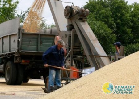 Польша запрещает ввоз зерна из Украины