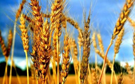 В ЕС обсудят запрет импорта украинского зерна рядом стран