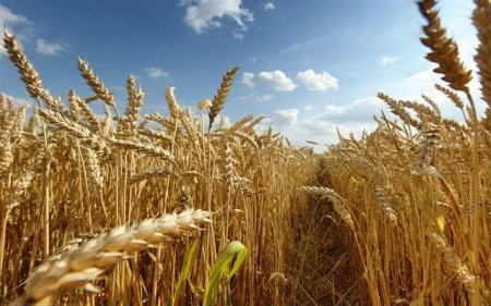 Зерновая сделка еще не возобновила полноценную работу — ООН