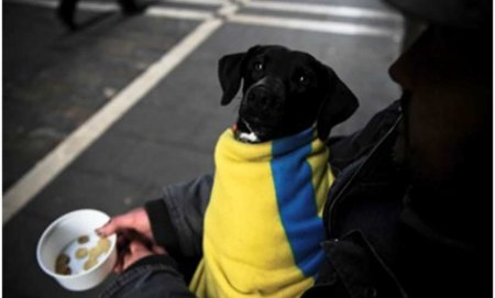 В Германии резко выросло число бездомных украинцев