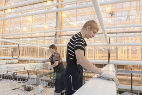 В пригороде Ханты-Мансийска началось промышленное производство овощей
