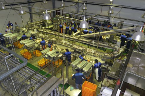 В Хабаровском крае открылся рыбоперерабатывающий завод