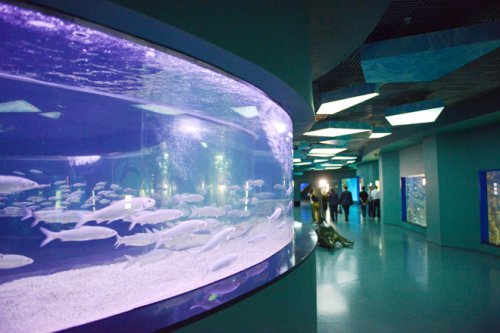 Центр океанографии и морской биологии «Москвариум» открывается на ВДНХ