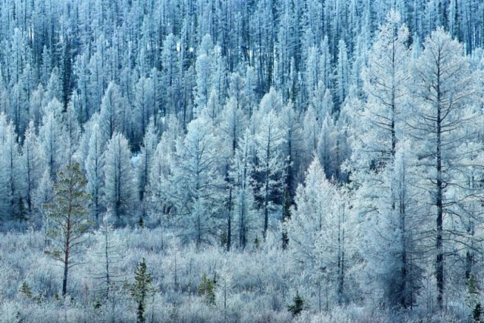 В Якутии две девушки замерзли насмерть в лесу