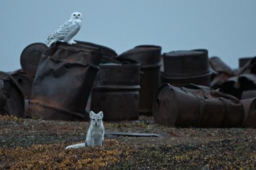По программе очистки Арктики с острова Врангеля убрано 720 тонн мусора