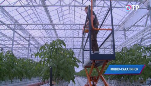 В Южно-Сахалинске АО «Совхоз Тепличный» ввел в эксплуатацию два гектара новых теплиц