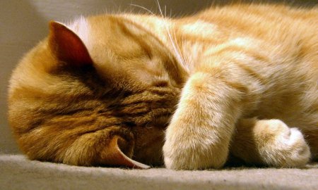 Ученые определили 25 признаков страданий кошек