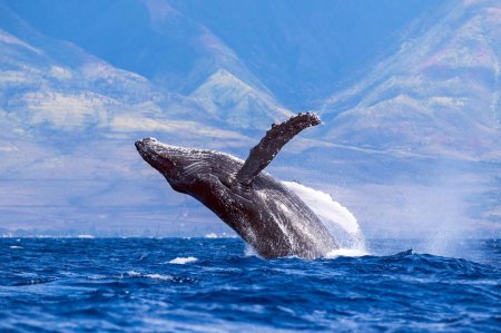 Удалось узнать, как киты помогают друг другу во время охоты – ученые