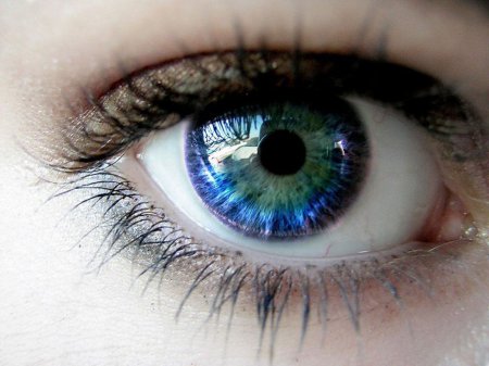 Ученые сумели восстановить хрусталик глаза при помощи стволовых клеток