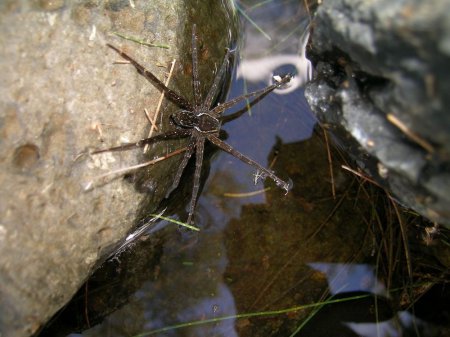 В Австралии найденный новый вид паука плавает и ест жаб
