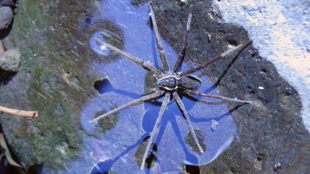 В Австралии найденный новый вид паука плавает и ест жаб