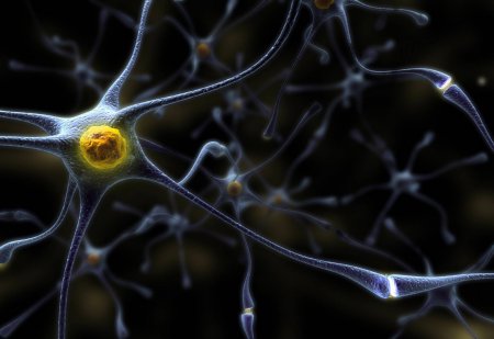 Ученые узнали, для чего «восстанавливаются» нервные клетки