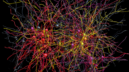 Ученые: Составлена 3D-карта соединений нейронов коры головного мозга