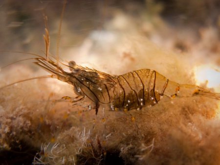 Ученые: Креветки способны оживать после глубокой заморозки
