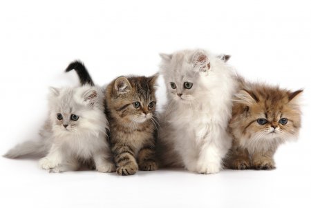 Шведские ученые выяснят, различают ли кошки голоса людей