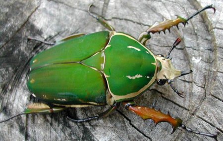 Учёные из Сингапура разработали жука-киборга