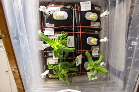 Астронавты на МКС будут выращивать китайскую капусту