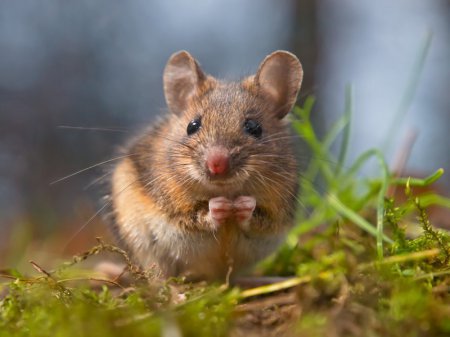 Ученые: «Грязные мыши» оказались лучше лабораторных для опытов