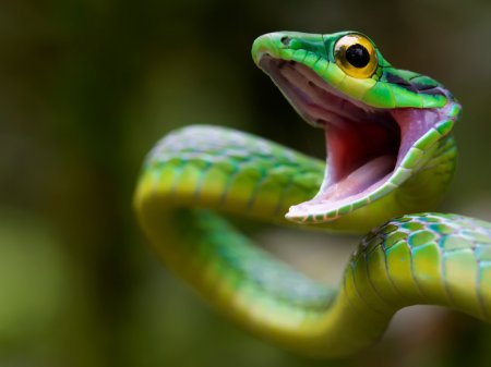 В Таиланде ведется разработка универсальной сыворотки от укусов змей