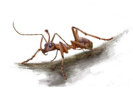 Древнего муравья-единорога нашли в янтаре
