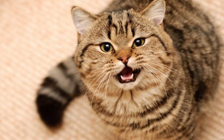 Ученые: Коты заражают людей паразитами управляющими мозгом